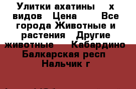 Улитки ахатины  2-х видов › Цена ­ 0 - Все города Животные и растения » Другие животные   . Кабардино-Балкарская респ.,Нальчик г.